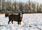2004010217sneeuw schaap